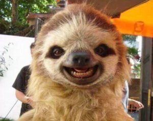 Common Sense is the Core to Happiness, Sloth smiling 